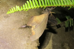 Paradaemonia winbrechlini