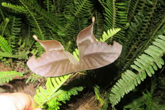 Paradaemonia winbrechlini