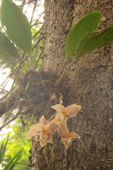 Stanhopea oculata
