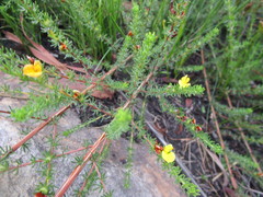 Aspalathus opaca opaca