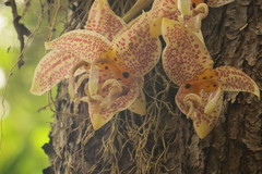 Stanhopea oculata
