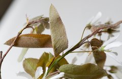 Amelanchier × intermedia