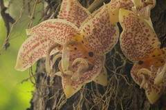 Stanhopea oculata