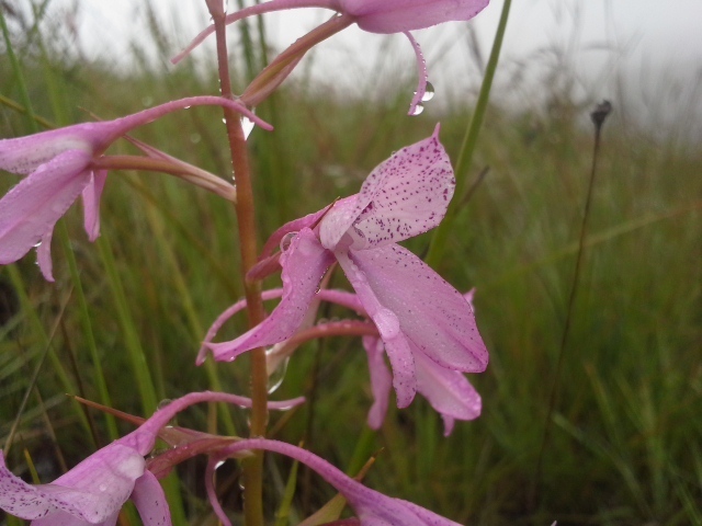 Disa amoena
