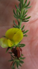 Aspalathus opaca opaca