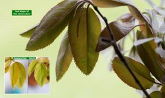 Amelanchier × intermedia