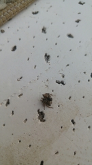 Saitis tauricus
