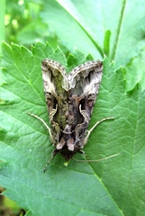 Autographa gamma