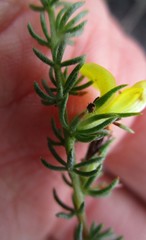 Aspalathus opaca opaca