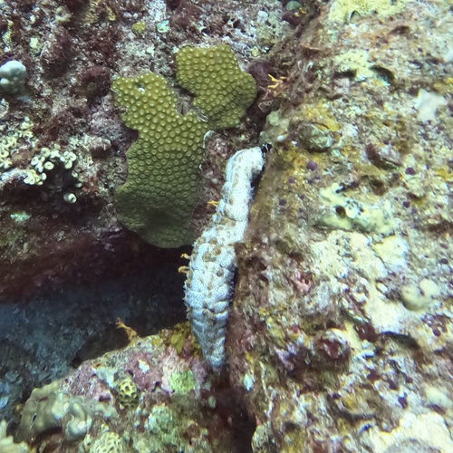Graeffe's Sea Cucumber (Pearsonothuria graeffei)
