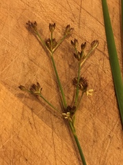 Juncus xiphioides