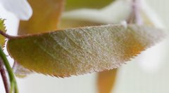 Amelanchier × intermedia