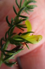 Aspalathus opaca opaca