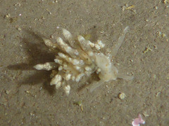 Eubranchus olivaceus