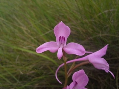 Disa amoena