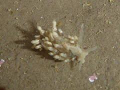 Eubranchus olivaceus