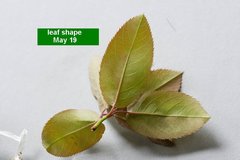 Amelanchier × intermedia