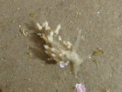 Eubranchus olivaceus