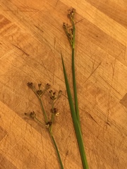 Juncus xiphioides