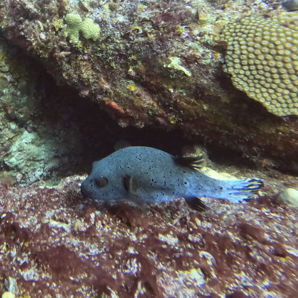 Blackspotted Puffer (Arothron nigropunctatus) — recorded at Staghorn Reef