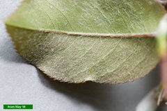 Amelanchier × intermedia