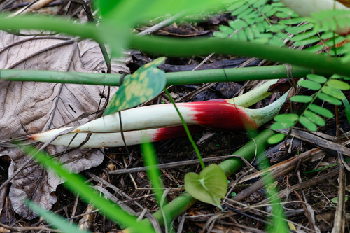 Philodendron pastazanum, photograph 1