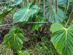 Philodendron pastazanum