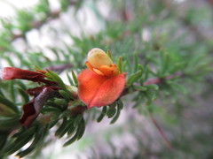 Aspalathus opaca opaca