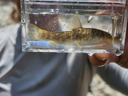 Santa Ana Sucker (Catostomus santaanae) — Catostomidae — 3