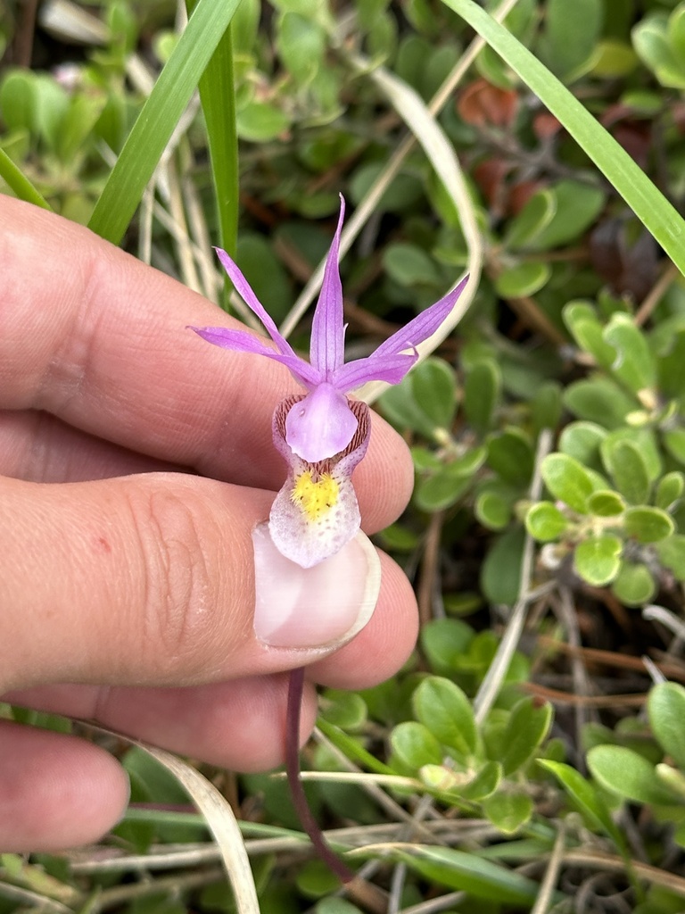 Calypso bulbosa
