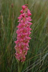Disa clavicornis