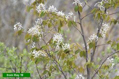 Amelanchier × intermedia