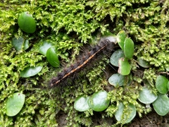 Creatonotos transiens vacillans