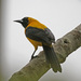Icterus chrysater - Photo (c) Jerry Oldenettel, μερικά δικαιώματα διατηρούνται (CC BY-NC-SA)