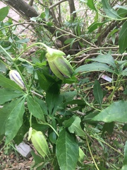 Passiflora incarnata × cincinnata