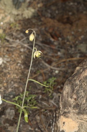 Image of Fritillaria viridea by (c) Steve Matson, some rights reserved (CC BY)