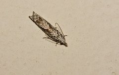 Holocola thalassinana