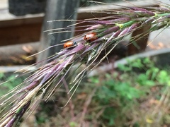 Elymus californicus