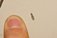 Holocola thalassinana