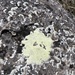 Acarospora calcarea - Photo (c) Payton Lott, algunos derechos reservados (CC BY-NC), subido por Payton Lott