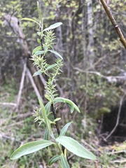 Salix petiolaris