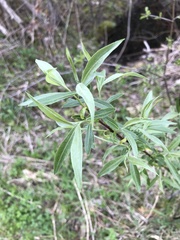 Salix petiolaris