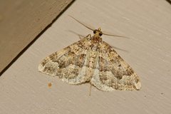 Epyaxa agelasta