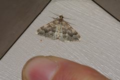 Epyaxa agelasta
