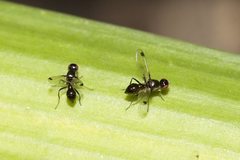 Parapalaeosepsis plebeia