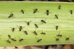 Parapalaeosepsis plebeia