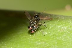 Parapalaeosepsis plebeia