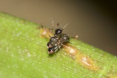 Parapalaeosepsis plebeia