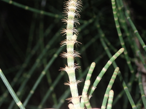 Casuarina glauca observed 2024-06-14