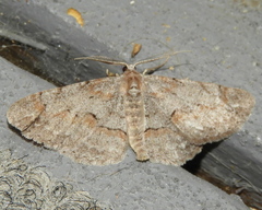 Iridopsis vellivolata